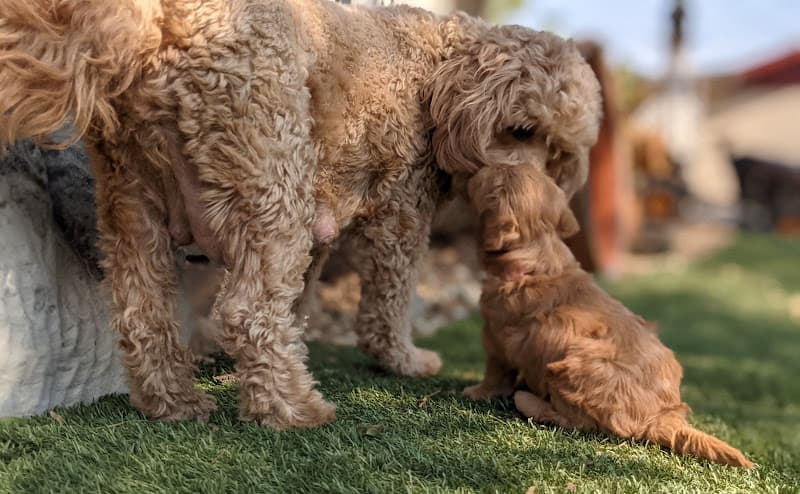 Dog day care center North of the River Veterinary Hospital Bakersfield
