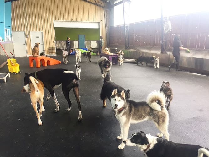 Dog day care center North Portland Club K-9 Portland