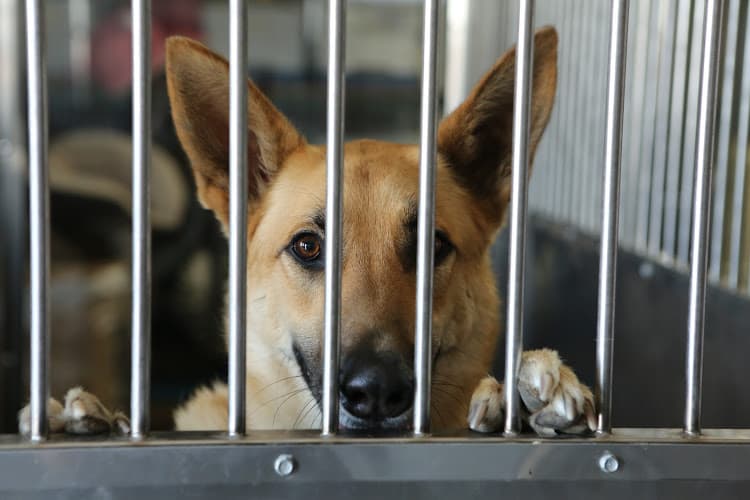 Dog day care center North Valley Veterinary Center And Boarding Lancaster