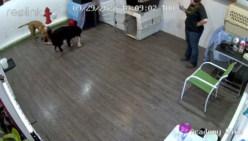 Dog day care center Notre Dog Academy Tacoma