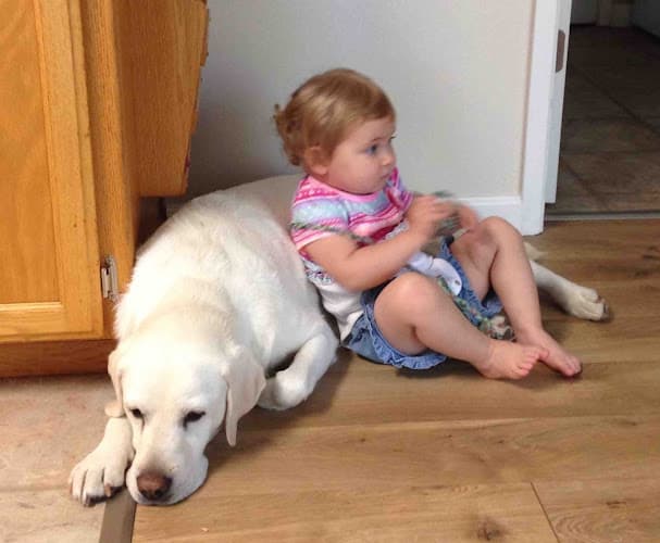 Dog day care center Oak Animal Hospital Vacaville