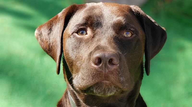 Dog day care center OC Pet Nurse: Sylvia De La Parra Irvine