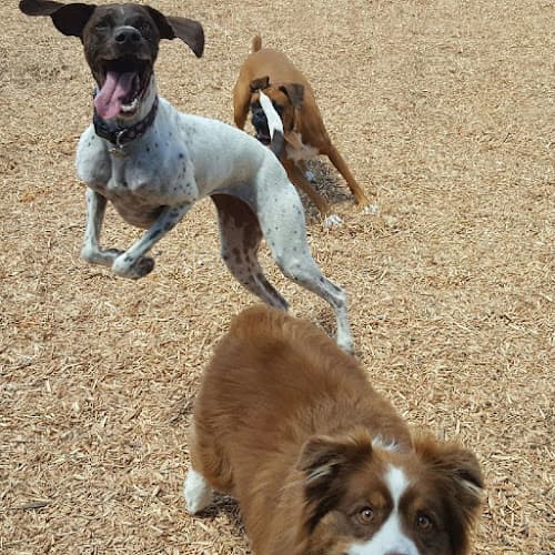 Dog day care center OC Tails On Trails and Tails on Trails Laguna Beach Mission Viejo