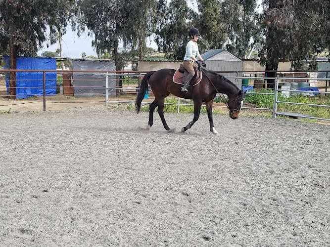Dog day care center Oceanside Equestrian Center Oceanside