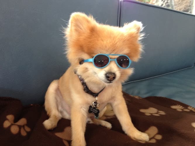 Dog day care center Oceanside Veterinary Hospital Oceanside