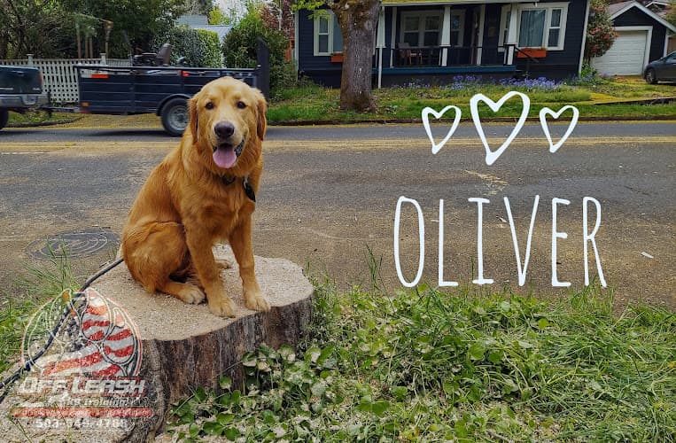 Dog day care center Off Leash K9 Training LLC Beaverton