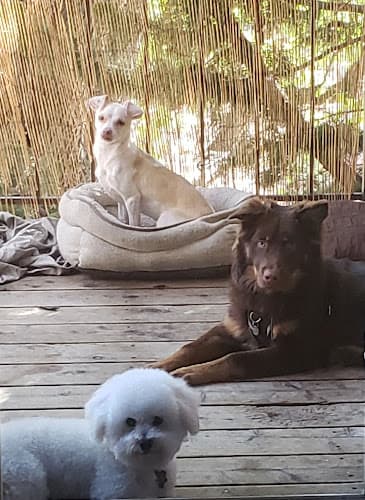 Dog day care center Off the grid pet sitting Richmond