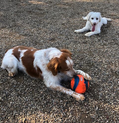 Dog day care center OJAI DOG FRIENDLY Ventura