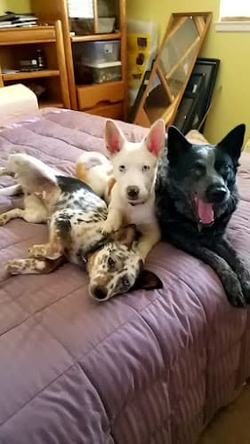 Dog day care center Olive Veterinary Hospital Fresno