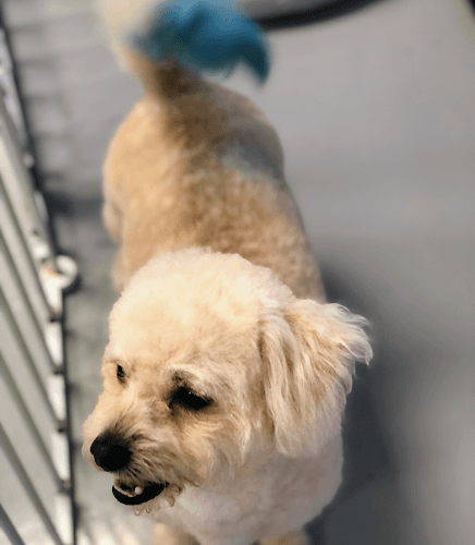 Dog day care center OMG Mobile Pet Spa & More Murrieta
