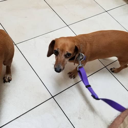 Dog day care center Ontario Veterinary Hospital Ontario