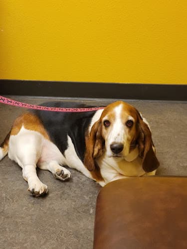 Dog day care center Orcutt Veterinary Hospital Santa Maria