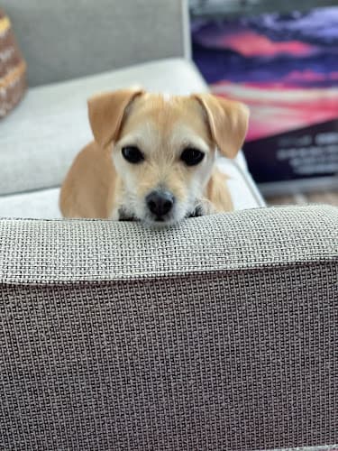 Dog day care center Oregon Friends of Shelter Animals Hillsboro