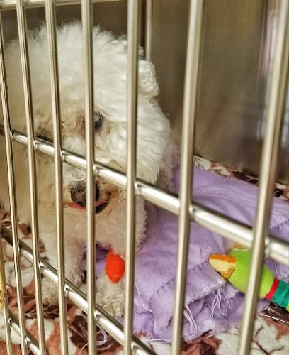 Dog day care center Oregon Veterinary Specialty Hospital Beaverton