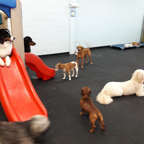 Dog day care center Original Bark Portland