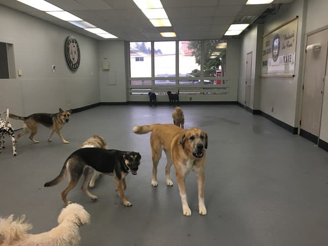 Dog day care center Original Bark Portland