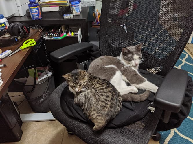 Dog day care center Our Pet's Vet Irvine