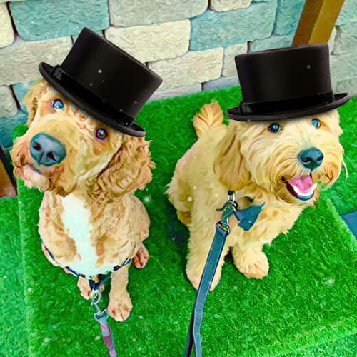 Dog day care center Pacific Beach Pet Care San Diego