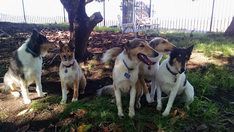 Dog day care center Pacific Coast Veterinary Dentistry & Oral Surgery, Inc. Carlsbad