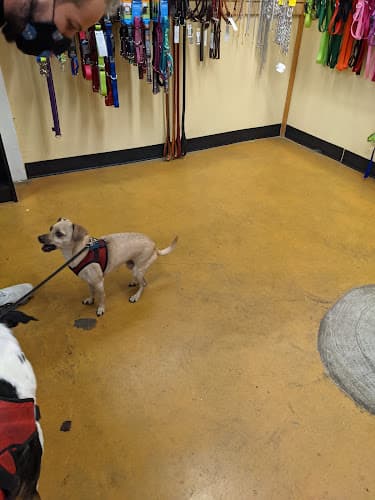 Dog day care center Pacific Pets Hillsboro