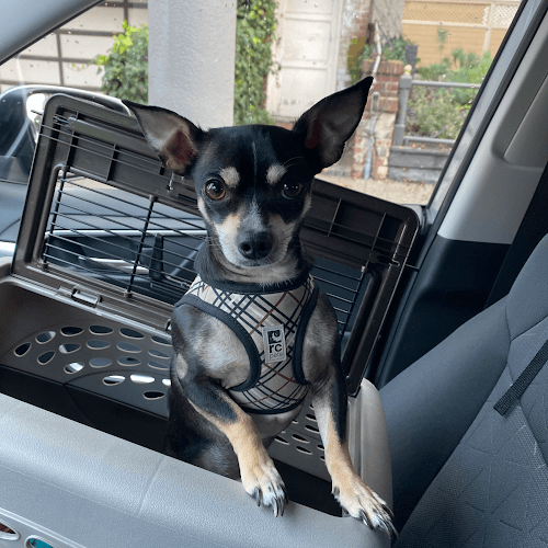 Dog day care center Pack Heights, LLC San Francisco