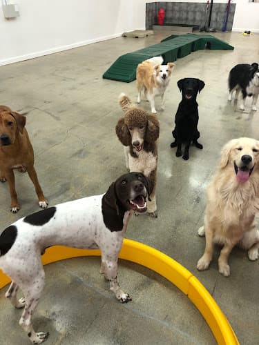 Dog day care center Pampered Paws Salon & Spa West Covina