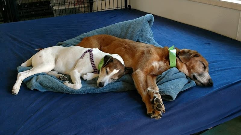 Dog day care center Pampered Pets Resort, Inc. Everett