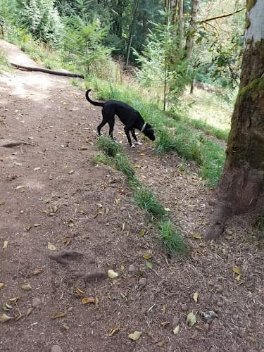 Dog day care center Paradise Dog Ranch Gresham