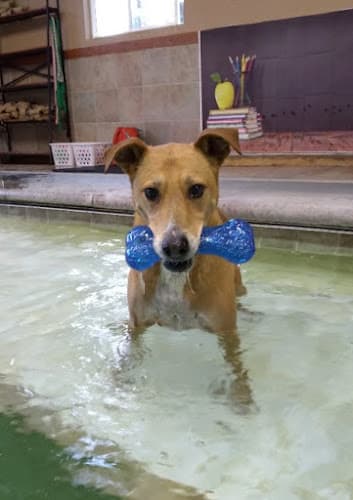 Dog day care center Paradise Pet Lodge Kent