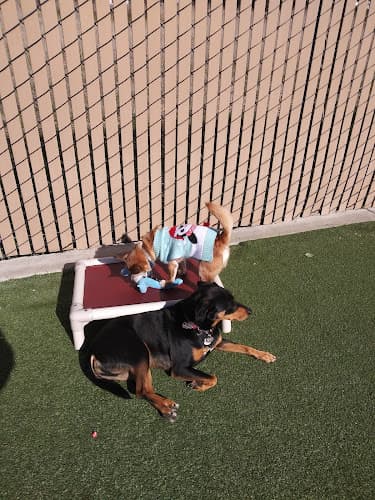 Dog day care center Paradise Pet Resorts Vallejo