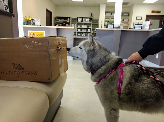 Dog day care center Park Animal Hospital Simi Valley