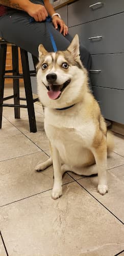 Dog day care center Parkview Pet Clinic, A Thrive Pet Healthcare Partner Glendale