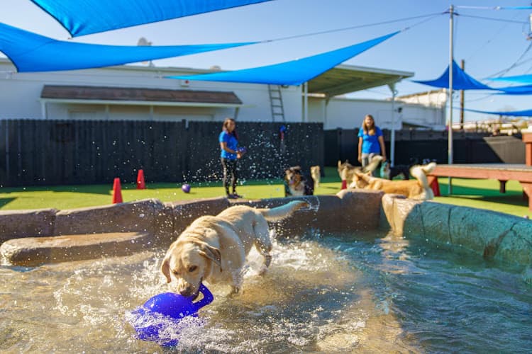 Dog day care center Paw Commons Pet Resort Oceanside