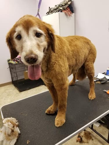 Dog day care center Paw Spa Elk Grove