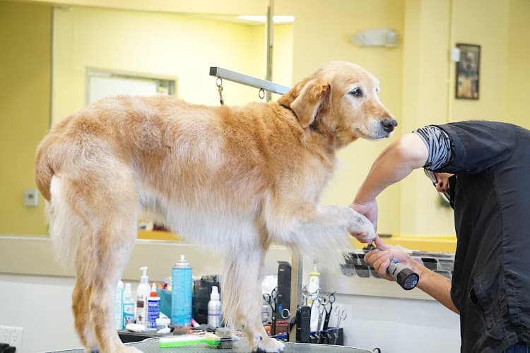 Dog day care center Pawradise Grooming Anaheim