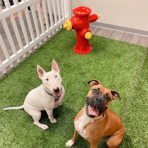 Dog day care center Paws and Claws Pet Resort Bakersfield