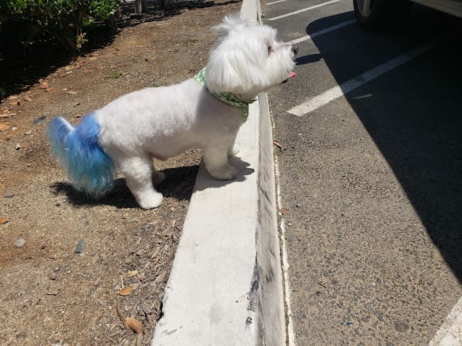 Dog day care center Paws At Main Corona