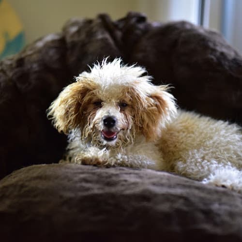 Dog day care center Paws Crossing Pet Resort & Spa Santa Clara