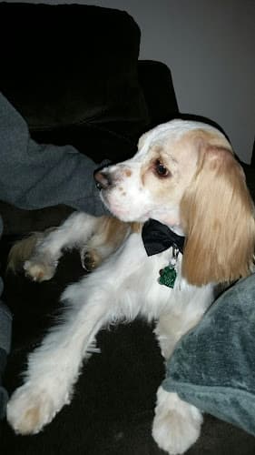 Dog day care center Paws & Jaws Hesperia