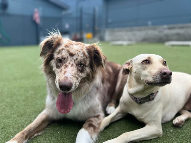 Dog day care center Paws n Pals Doggy Daycare Renton