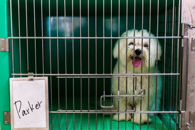 Dog day care center Paws Palace Santa Clara