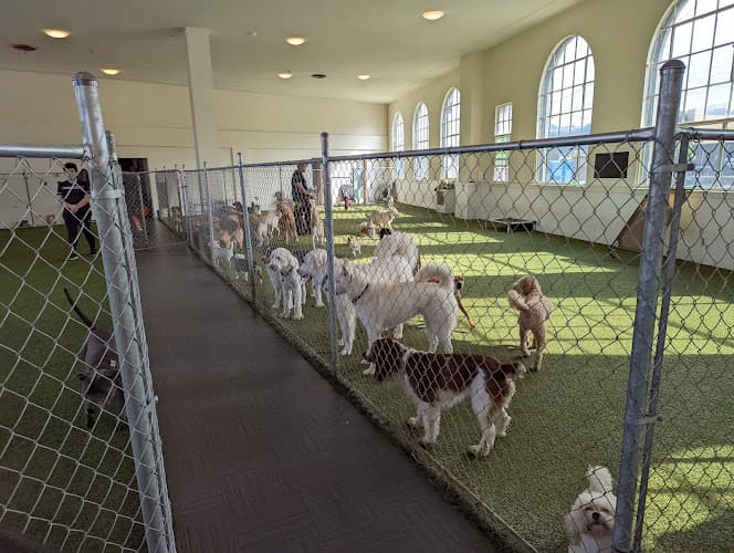 Dog day care center Paws Pet N' Play San Francisco