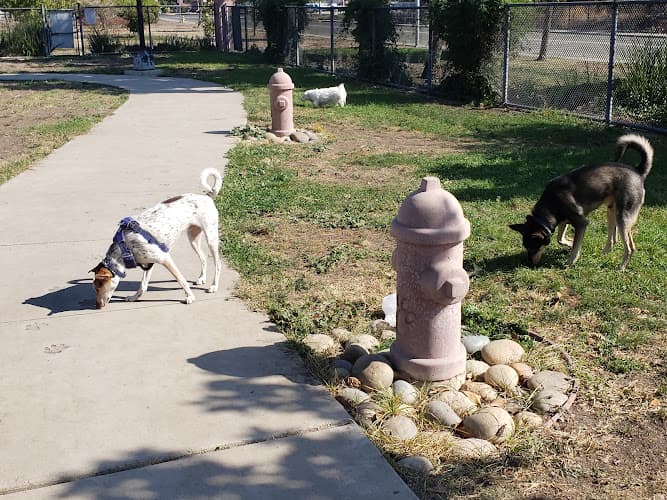 Dog day care center Pawsitive Pets Fremont