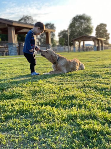 Dog day care center PAWSitively Balanced Dog Training Corona