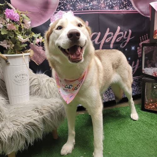 Dog day care center Pawtriotic Dog Bakery LLC Murrieta