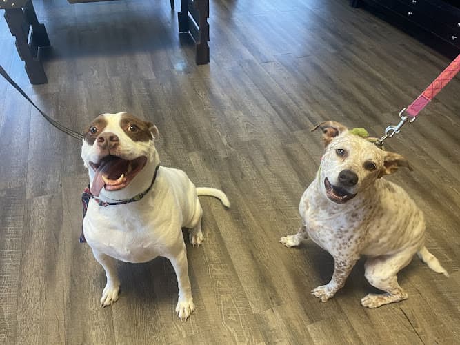 Dog day care center Pawtriotic Dog Spaw LLC Murrieta