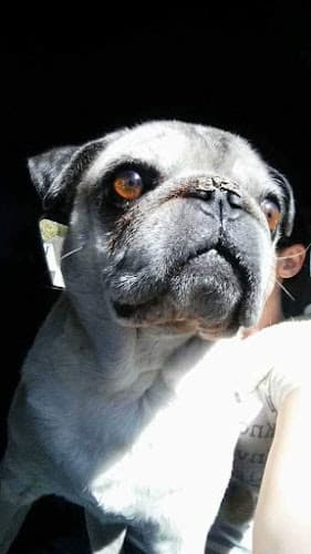 Dog day care center Pedley Vet Tack & Feed Supply Jurupa Valley