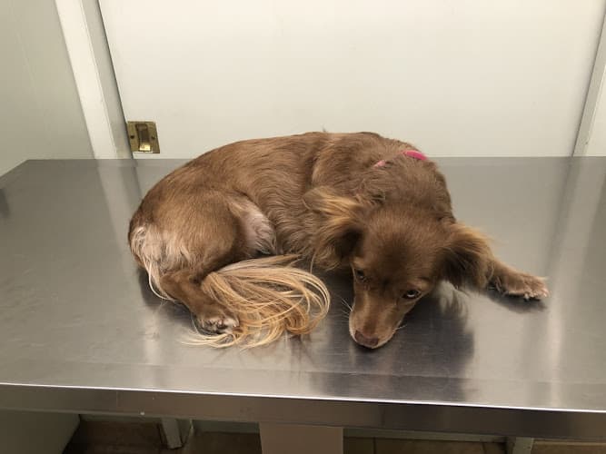 Dog day care center Pedley Veterinary Hospital Jurupa Valley