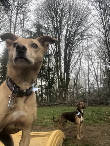 Dog day care center Peninsula Pet Lodge Kent