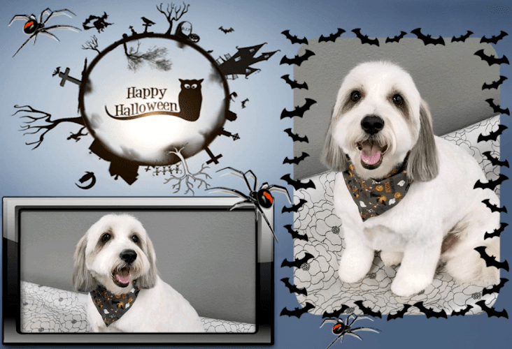 Dog day care center Perfect Pet Spaw Temecula